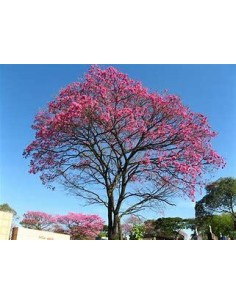 1 Ipe Roxo tree...