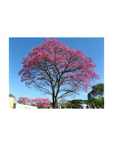 1 Ipe Roxo tree (Handroanthus impetiginosus) Unique and exotic Brazilian Guayacan tree