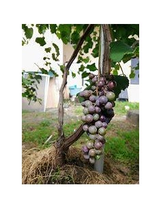 1 Planta de Uva criolla de...