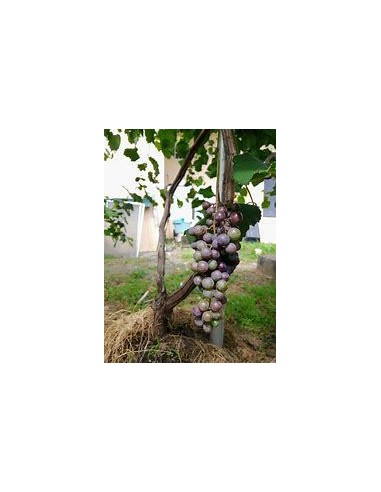 1 Veracruz Creole Grape Plant ''XOXOGO'' (Vitis sp) uvita de los Tuxtlas