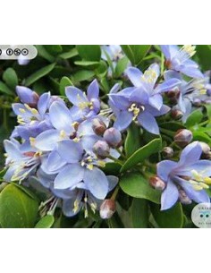 1 Blue Huayacan in danger...