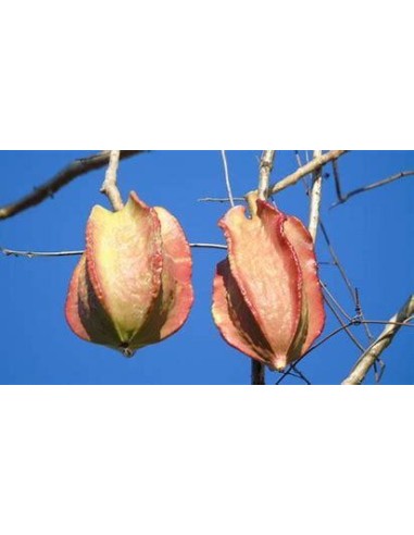 1 Arbolito de Bonete (Jacaratia mexicana) Papaya nativa - Rare mexican papaya plant