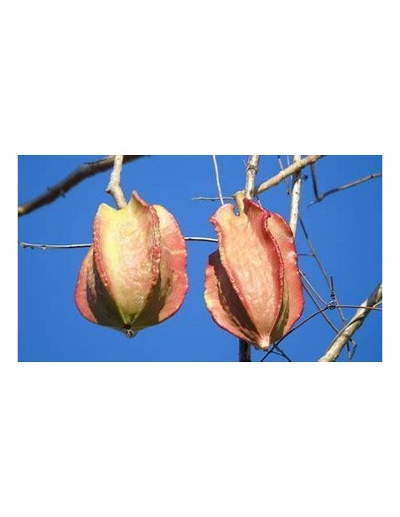 1 Tree de Bonete (Jacaratia mexican) Native Papaya - Rare mexican papaya plant