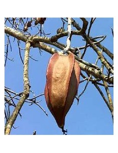 1 Tree de Bonete (Jacaratia... 2