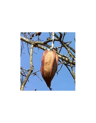 1 Tree de Bonete (Jacaratia mexican) Native...