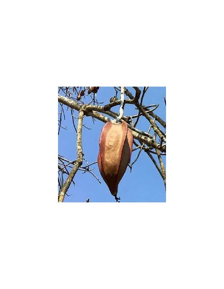 1 Tree de Bonete (Jacaratia mexican) Native Papaya - Rare mexican papaya plant