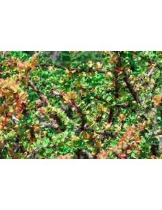 1 Grade blood tree -...