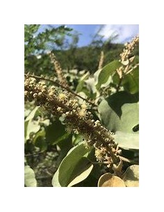 1 Grade blood tree -... 2