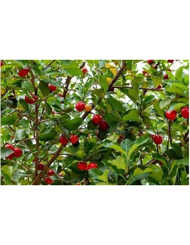 1 Arbol de Acerola miniatura de Veracruz (Malpighia veracruzana)