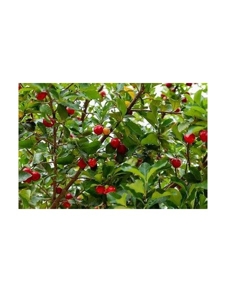 1 Arbol de Acerola miniatura de Veracruz (Malpighia veracruzana)