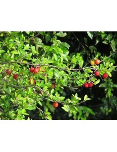 1 Arbol de Acerola... 2