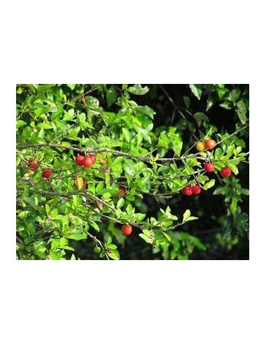 1 Arbol de Acerola miniatura de Veracruz...