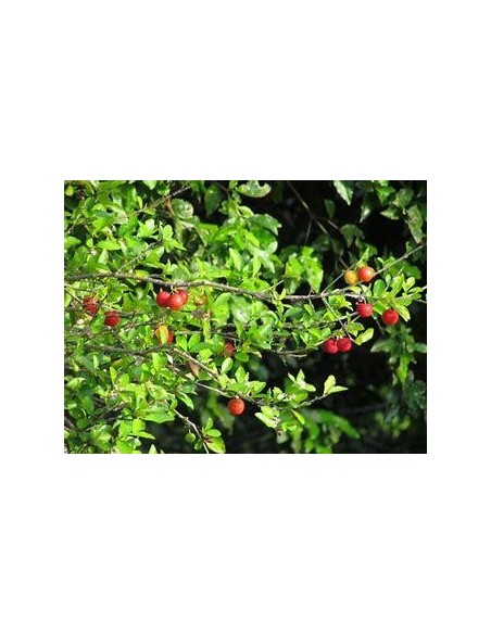 1 Arbol de Acerola miniatura de Veracruz (Malpighia veracruzana)