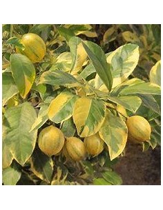 1 Arbolito de limon eureka...