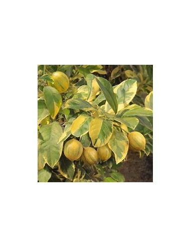 1 Eureka variegata lemon sapling - Pink lemon graft - THE KING OF PLANTS 5