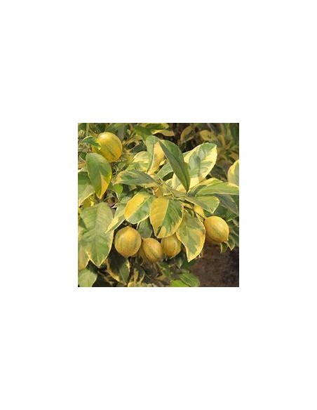 1 Arbolito de limon eureka variegata - Limon rosado, Pink lemon injerto - EL REY DE LAS PLANTAS 5