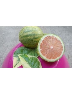 1 Eureka variegata lemon... 2