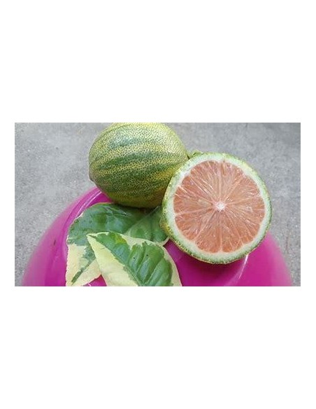1 Arbolito de limon eureka variegata - Limon rosado, Pink lemon injerto - EL REY DE LAS PLANTAS 5