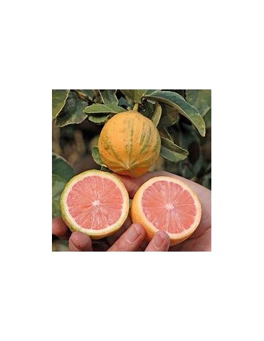 1 Arbolito de limon eureka variegata - Limon...