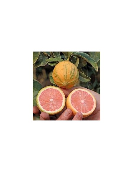 1 Arbolito de limon eureka variegata - Limon rosado, Pink lemon injerto - EL REY DE LAS PLANTAS 5