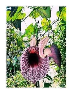 1 Duck vine ''Aristolochia...