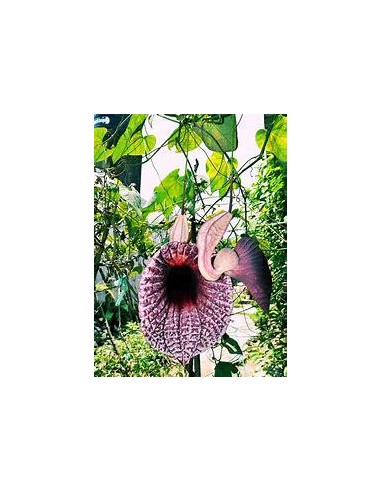 1 Duck vine ''Aristolochia grandiflora'' - Rare hanging carnivorous plants