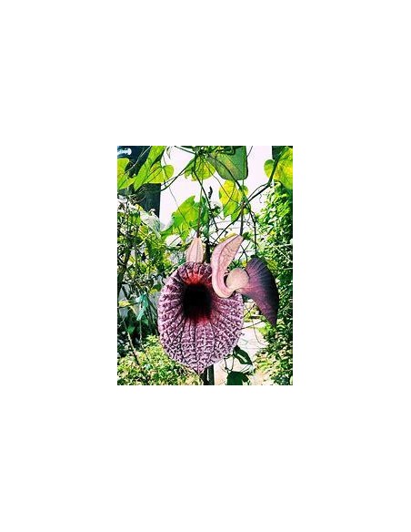 1 Enredadera de los patos ''Aristolochia grandiflora'' - Raras plantas carnívoras colgantes