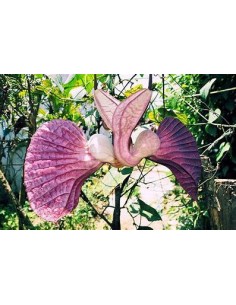 1 Enredadera de los patos... 2