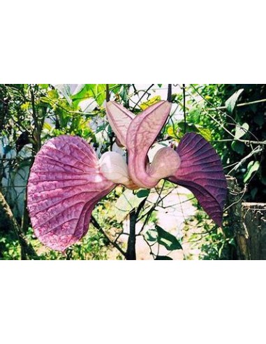 1 Enredadera de los patos ''Aristolochia...