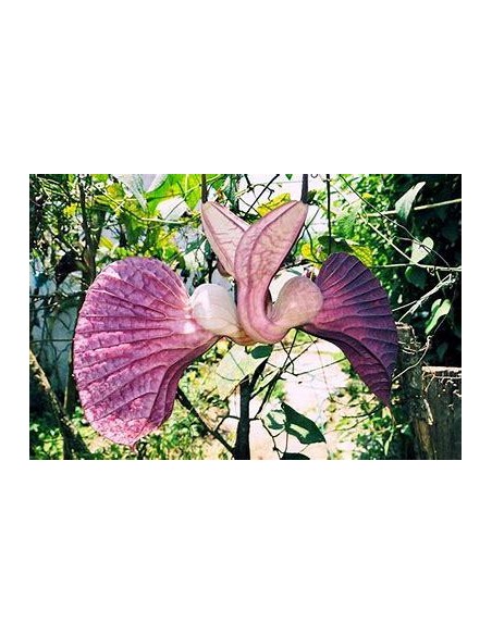 1 Duck vine ''Aristolochia grandiflora'' - Rare hanging carnivorous plants