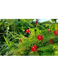 1 Ipomoea quamoclit -...