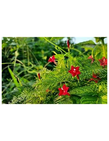 1 Ipomoea quamoclit - Enredadera viva - Enraizada, flores rojas ornamentales para bardas