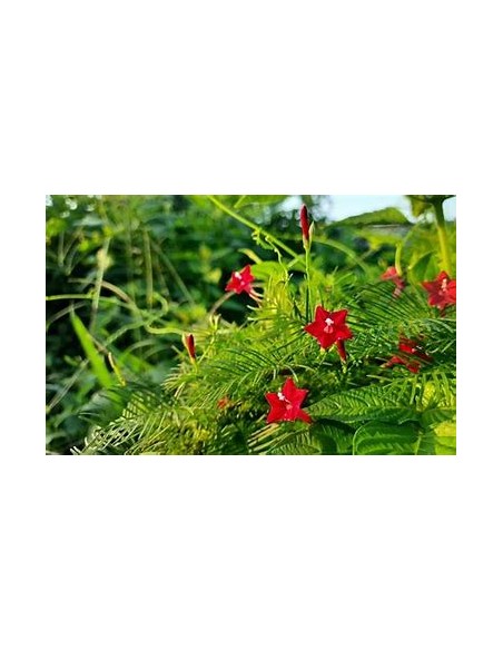 1 Ipomoea quamoclit - Enredadera viva - Enraizada, flores rojas ornamentales para bardas
