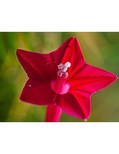 1 Ipomoea quamoclit -... 2