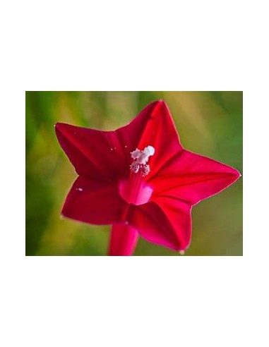 1 Ipomoea quamoclit - Enredadera viva -...