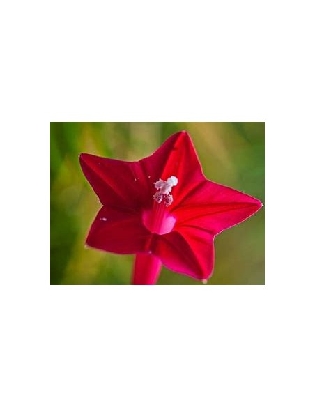 1 Ipomoea quamoclit - Enredadera viva - Enraizada, flores rojas ornamentales para bardas