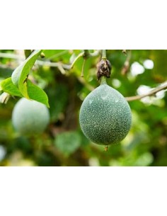 1 Planta de Granadilla...