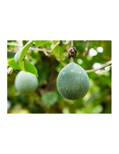 1 Chinese passion fruit plant - Mucus pomegranate (Passiflora ligularis) Exotic fruits