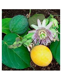 1 Chinese passion fruit... 2