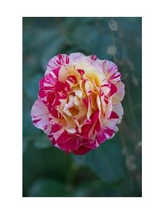 1 tiger stripe rose plant...