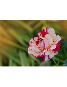 1 tiger stripe rose plant... 2