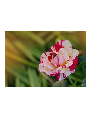 Stripe Collection-Rose Stripe Collection-Rose