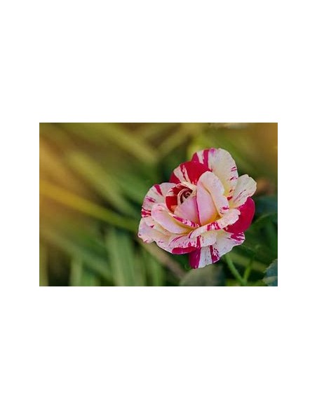 Stripe Collection-Rose Stripe Collection-Rose