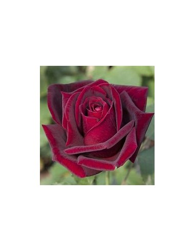 1 Red Rose Plant dark shaded, fine collection roses - Smith and more THE KING OF PLANTS