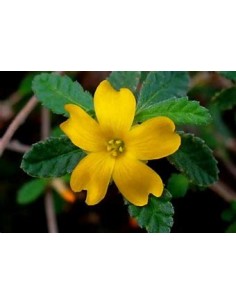 1 Planta de Damiana -...