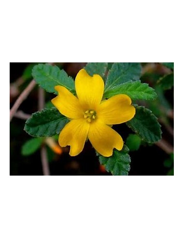 1 Damiana Plant - Medicinal plant used by the Aztecs - Live Plant where to buy