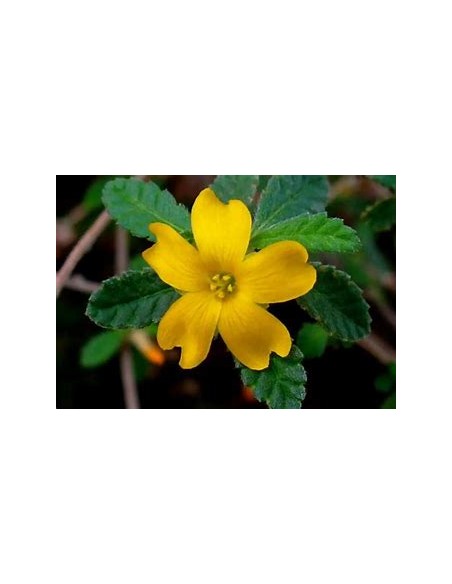 1 Planta de Damiana - Planta medicinal utilizada por los aztecas - Planta viva donde comprar