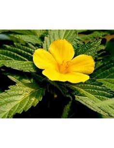 1 Planta de Damiana -... 2