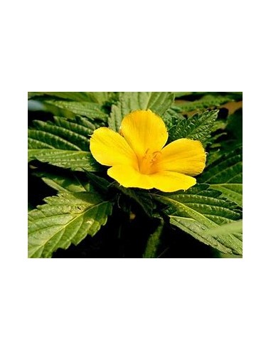 1 Damiana Plant - Medicinal plant used by the...
