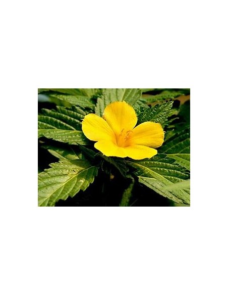 1 Damiana Plant - Medicinal plant used by the Aztecs - Live Plant where to buy
